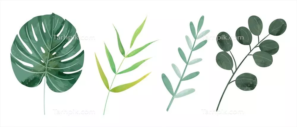 وکتور آب رنگی از برگهای درختی وحشی در ۴ سبک، مناسب برای تزئینات گرافیکی و آسان برای استفاده