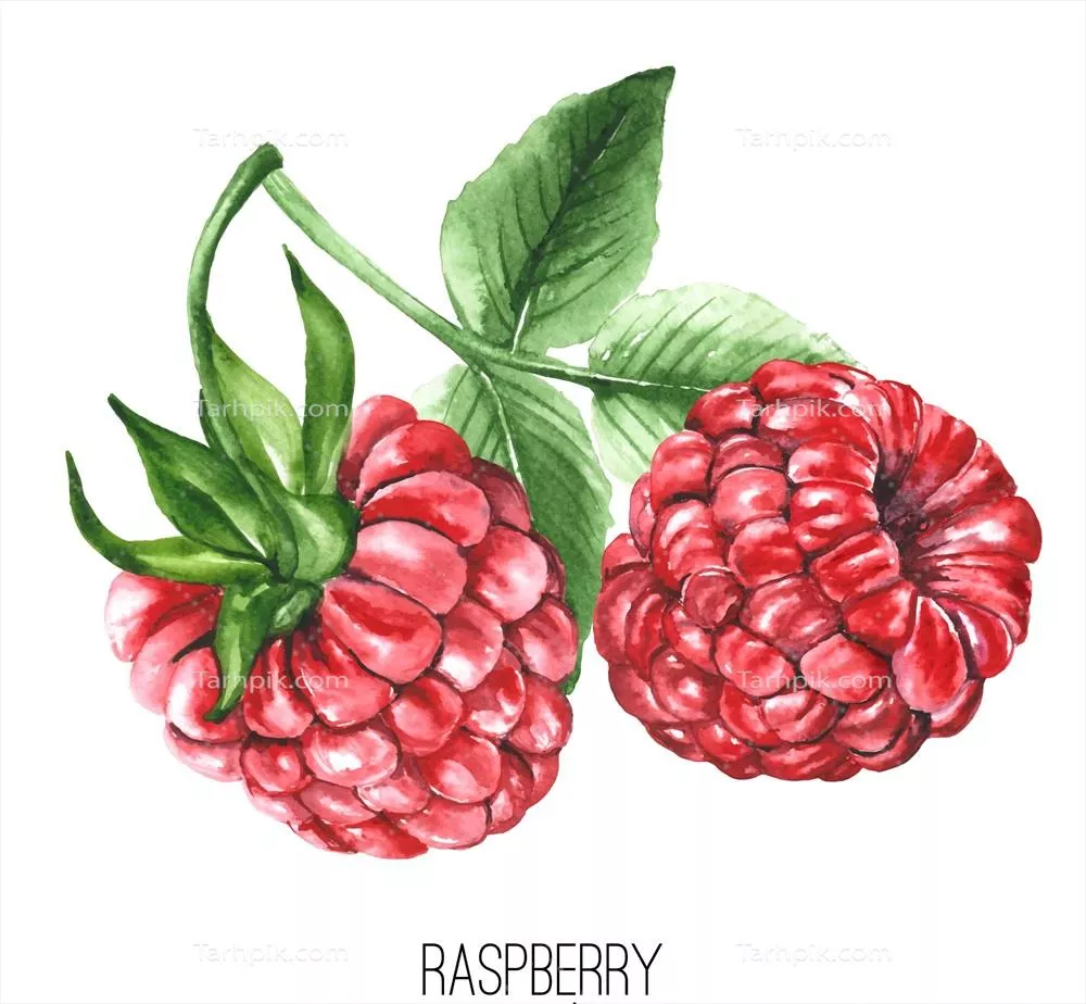 پسزمینه وکتوری توتتوخی با طراحی آبرنگی و واقعگرایانه