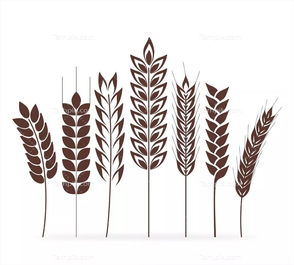 مجموعه وکتور خوشه‌های گندم با طراحی‌های متنوع و زیبا