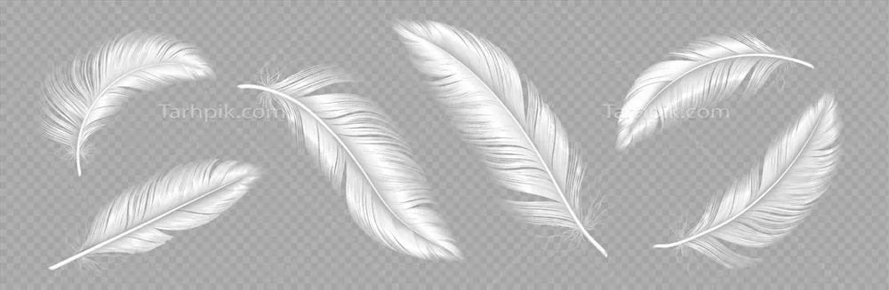 وکتور مجموعه پرهای سفید و نرم پرنده با نرمی فوق العاده و زیبایی منحصر به فرد