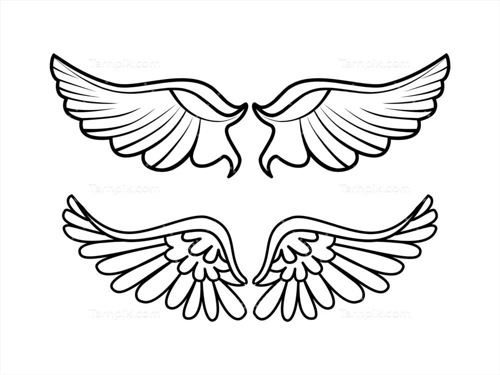 تصویر وکتوری از پرهای دو بال یک جفت بال پرنده