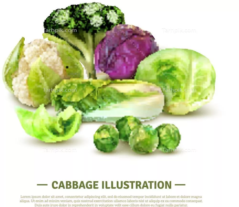 وکتور کلم: طراحیهای گرافیکی از کلم با جزئیات دقیق