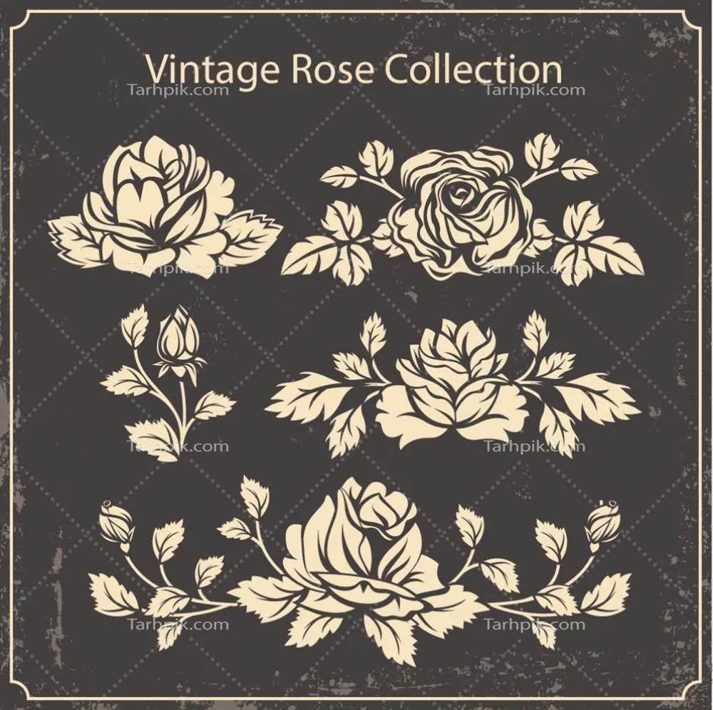 مجموعه طرح های دستی گل های رز به سبک وینتیج وکتور
