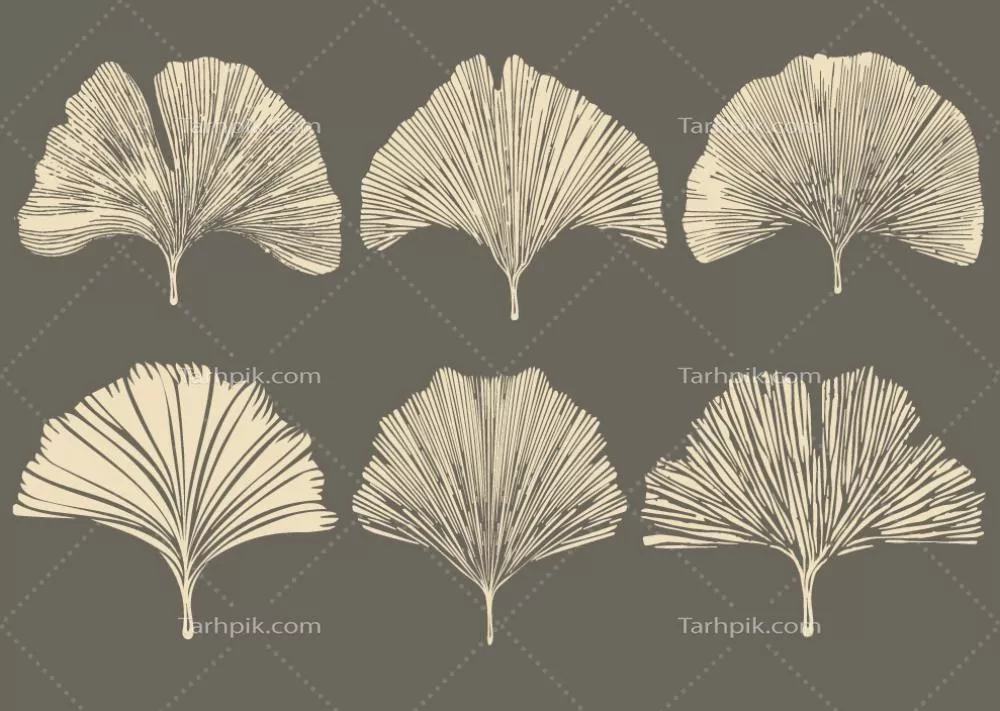 مجموعهی تصاویر گلابی برگ سینگکو برای هر نوع پروژهای با عناصر وکتور