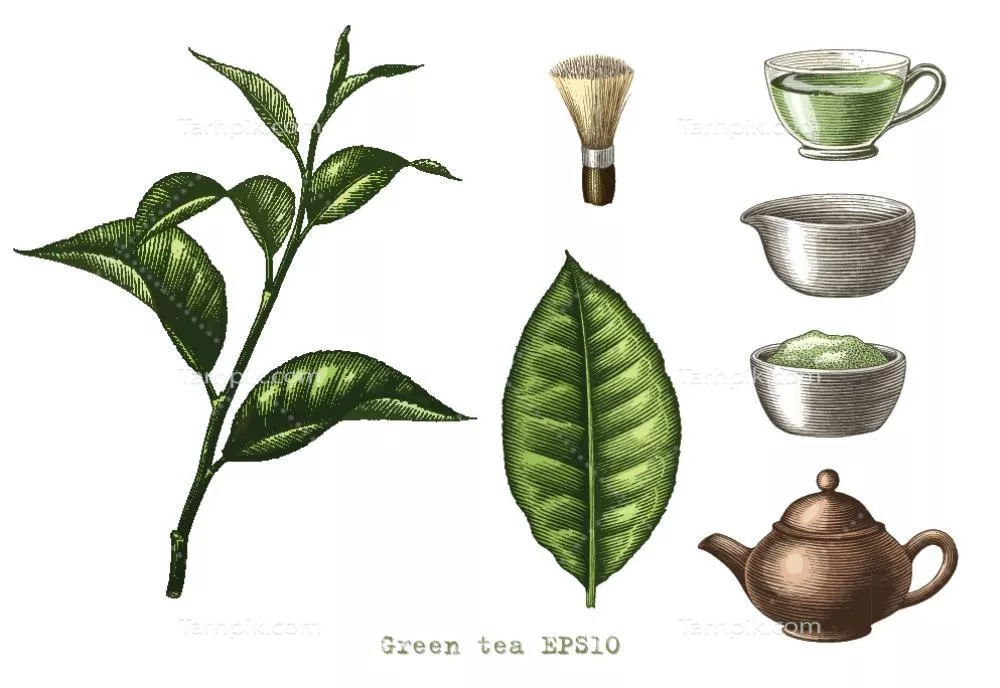 وکتور مجموعه هنرهای دستی چای سبز با سبک حکاکی روی پس زمینه سفید