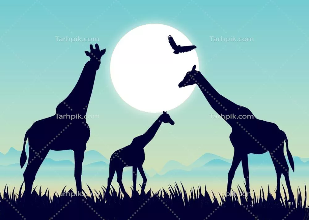 وکتور تصویری زیبا از چشمانداز شامل سیاهنماهای خانواده زرافه در برابر غروب خورشید