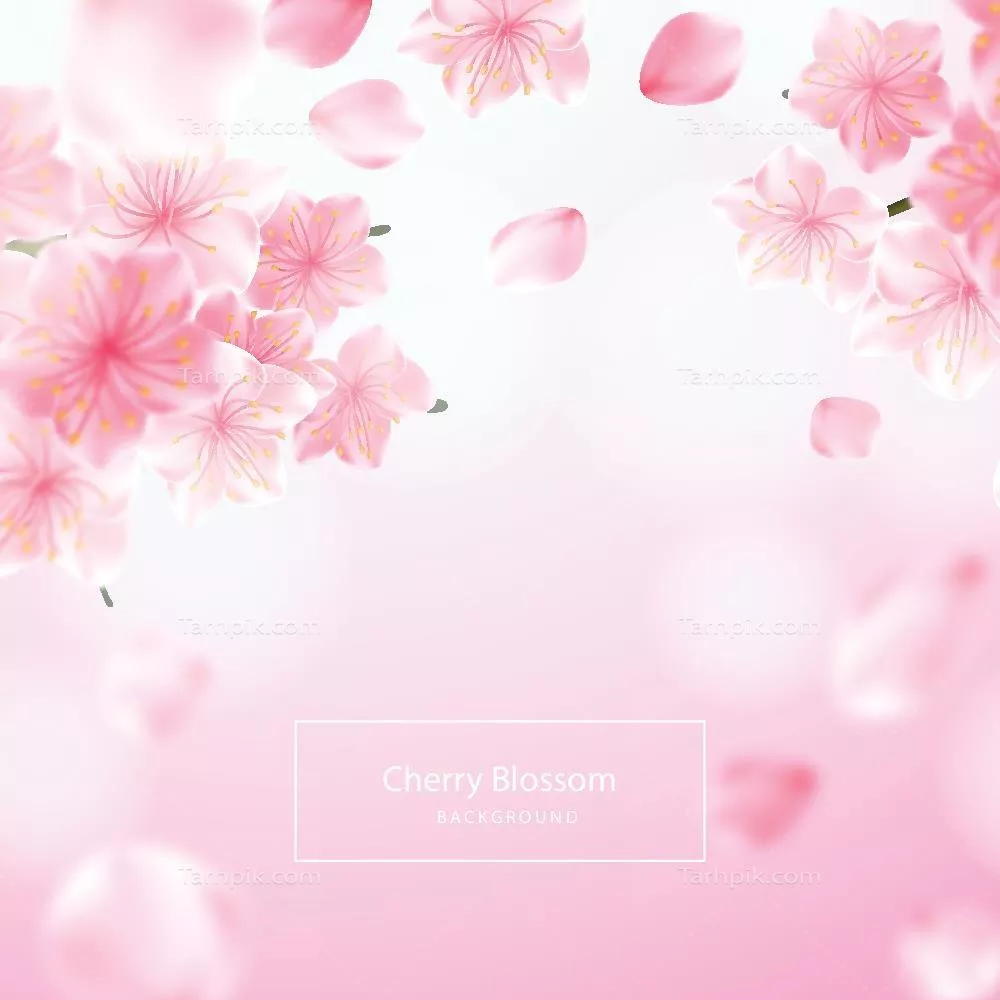 زمینه وکتور واقعگرایانه شکوفههای گیلاس با کیفیت بالا