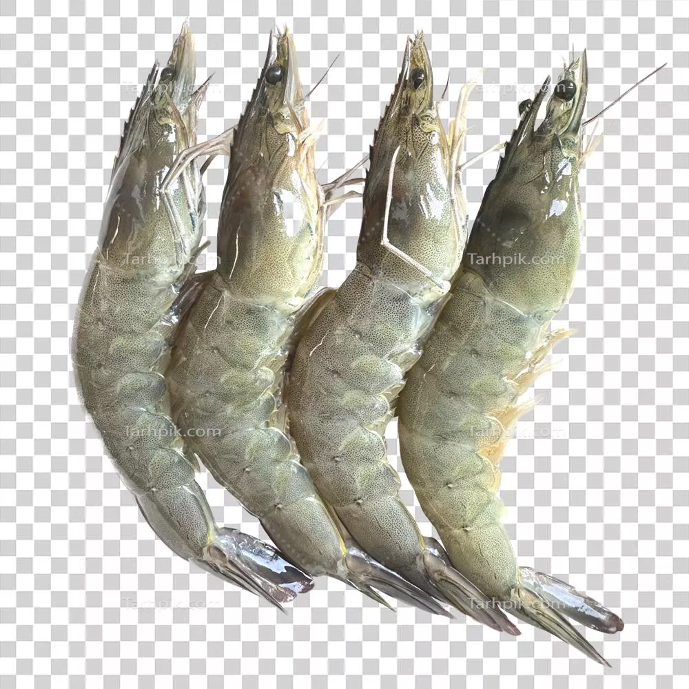 عکس دوربری پروانه های تازه: بهترین ماده اولیه برای تهیه غذاهای لذیذ