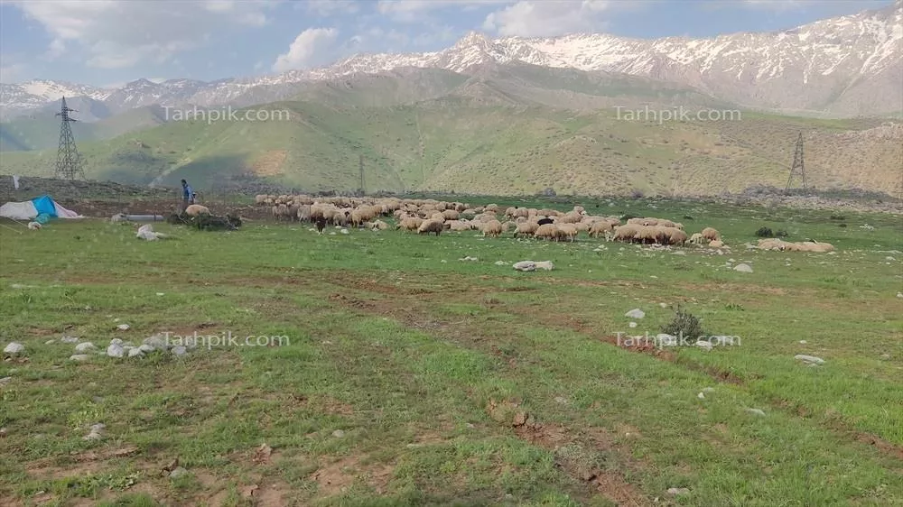 عکس با کیفیت گوسفندان در حال چرا در دشت