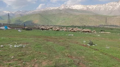 عکس با کیفیت گوسفندان در حال چرا در دشت
