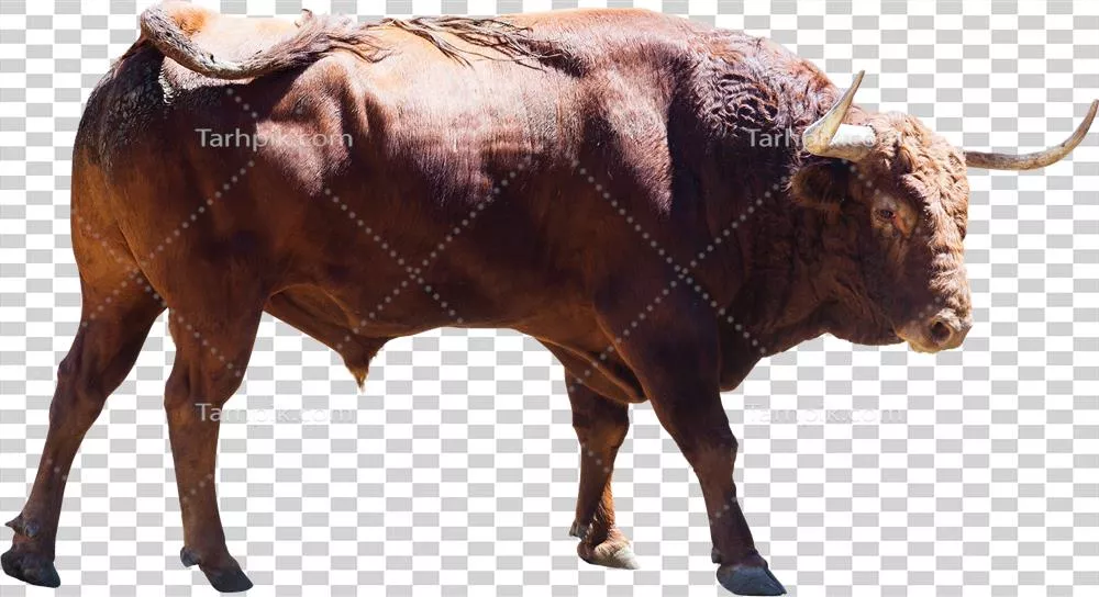 عکس گاو هلندی