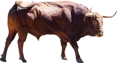 عکس گاو هلندی