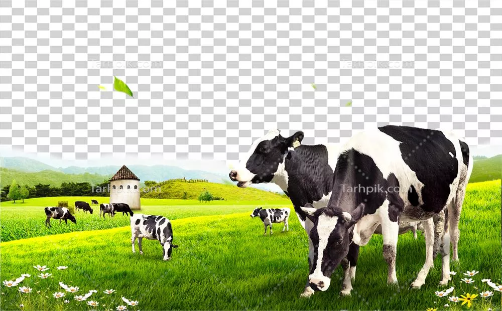 عکس گاو ها در دشت سر سبز