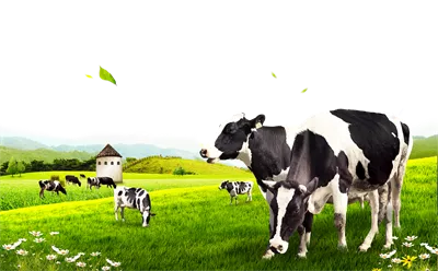 عکس گاو ها در دشت سر سبز