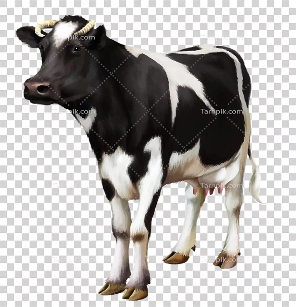 عکس دوربری شده گاو