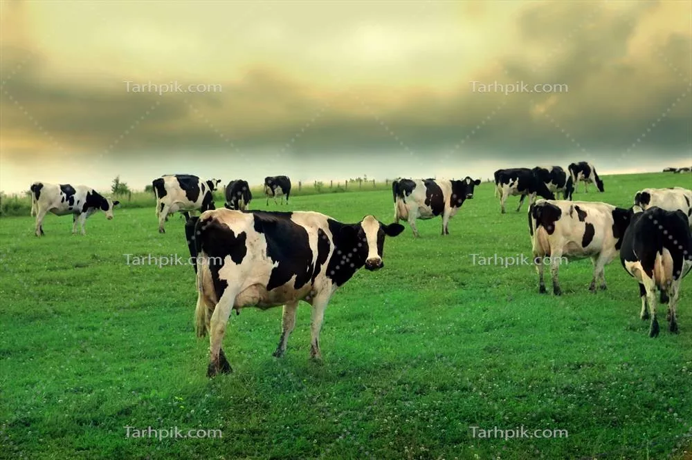 عکس گاوها در دشت سرسبز در حال چرا