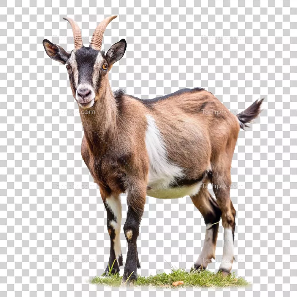 عکس دوربری ایک بز شگفت‌انگیز قهوه‌ای و سفید که در چمن ایستاده است