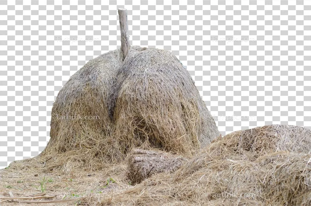 عکس دوربری کاه زرد بر روی پسزمینه شفاف - تصویر جذاب از کاه زرد