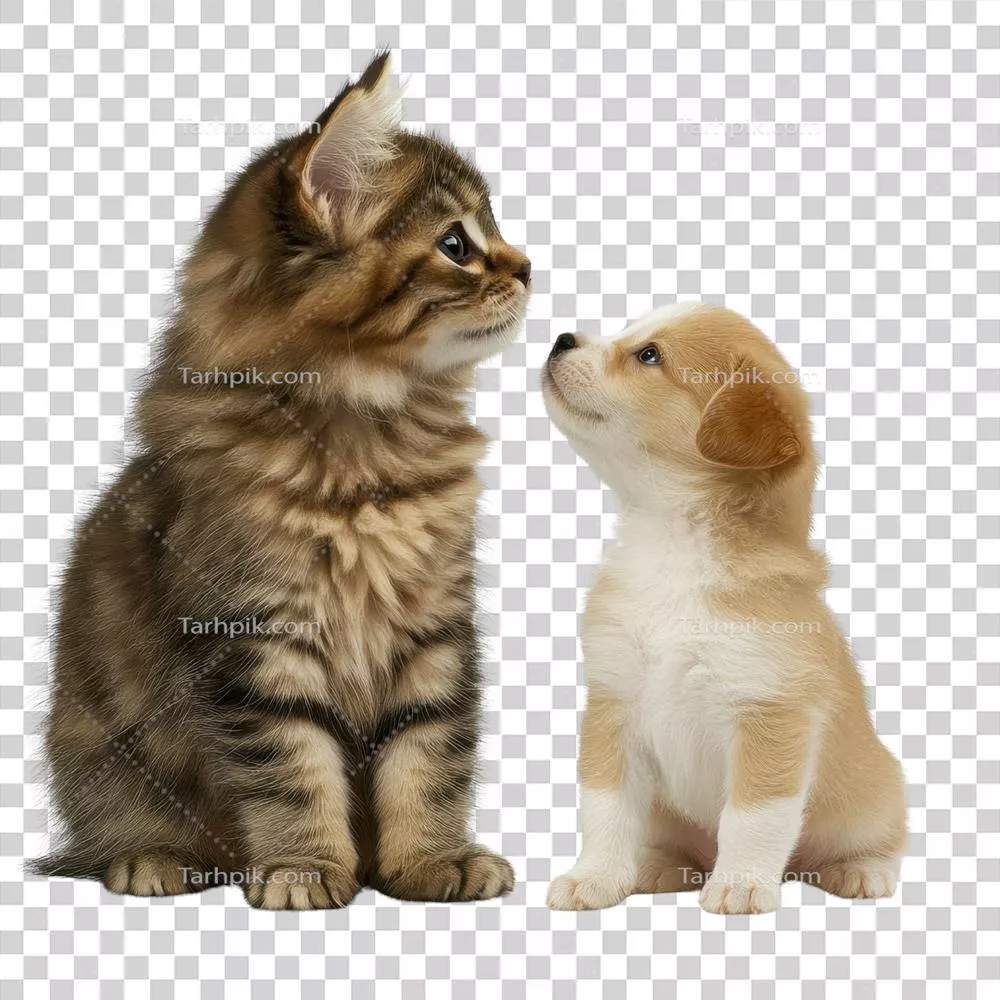 عکس دوربری برخورد صورت به صورت گربه و توله سگ؛ یک دوستی بینظیر و زیبا