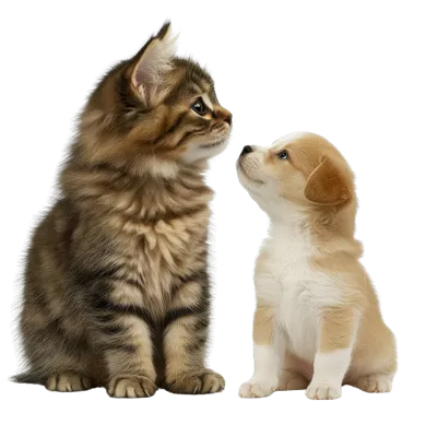 عکس دوربری برخورد صورت به صورت گربه و توله سگ؛ یک دوستی بی‌نظیر و زیبا