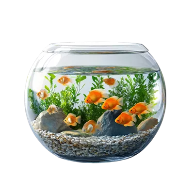 عکس دوربری آبزینما های ماهی در تصویر با زمینه شفاف و روشن