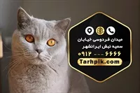 تصویر 2