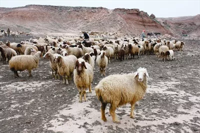 عکس با کیفت گله گوسفندان