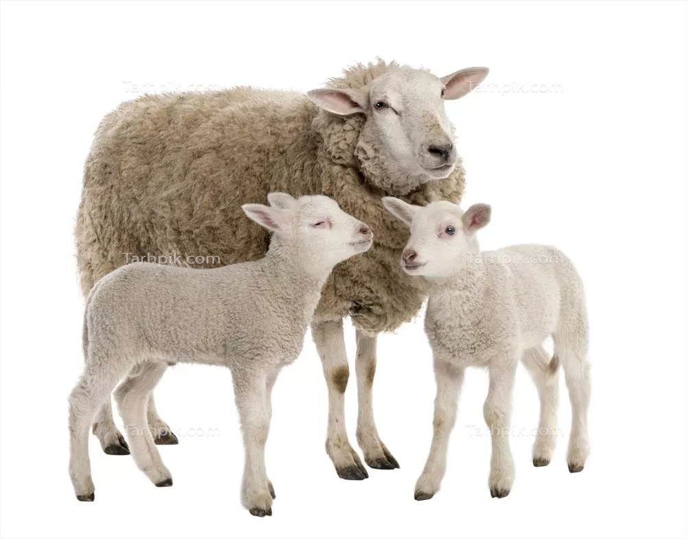 عکس گوسفند و بره ها