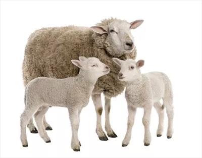 عکس گوسفند و بره ها
