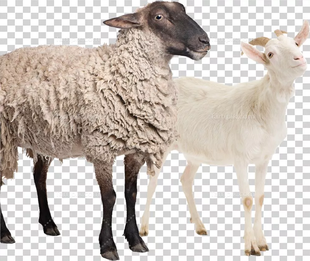 عکس گوسفند و بز