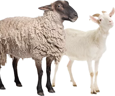 عکس گوسفند و بز
