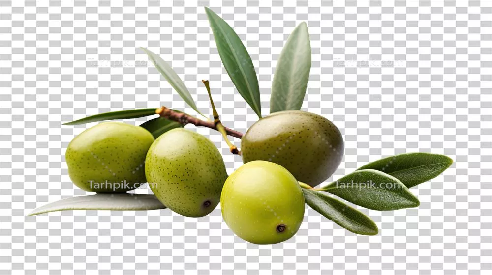عکس دوربری تصویر شاخه زیتون تازه روی پسزمینه شفاف با استفاده از هوش مصنوعی