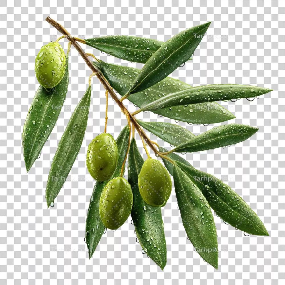 عکس دوربری تصویر شاخه زیتون با قطرات آب بر روی پسزمینه شفاف
