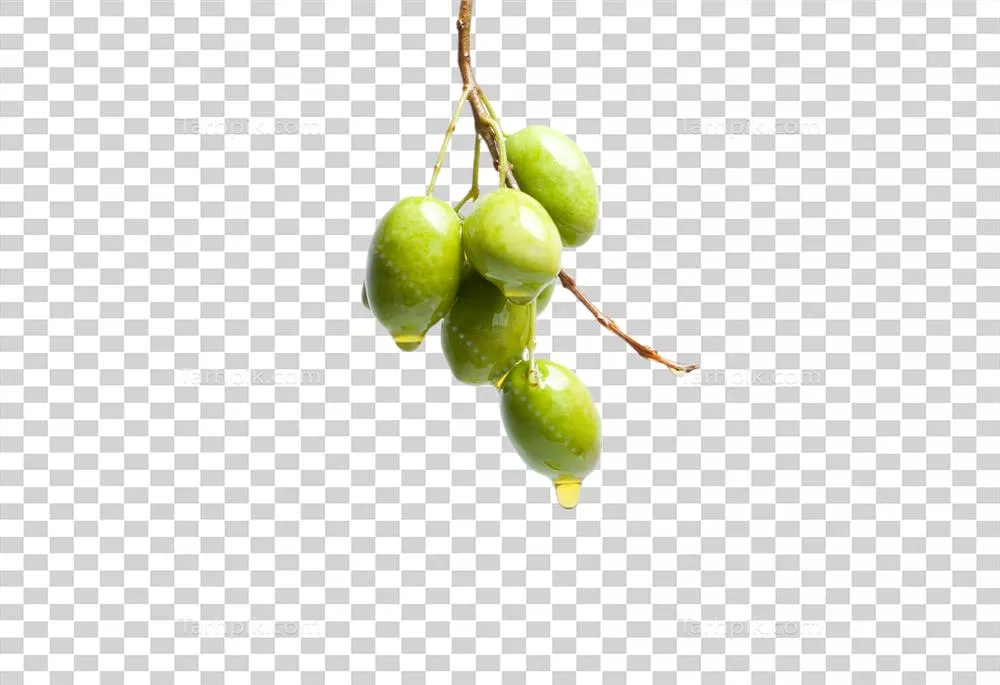 عکس دوربری پسزمینه شفاف زیتونی با طراحی مدرن و جذاب
