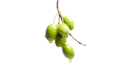 عکس دوربری پسزمینه شفاف زیتونی با طراحی مدرن و جذاب