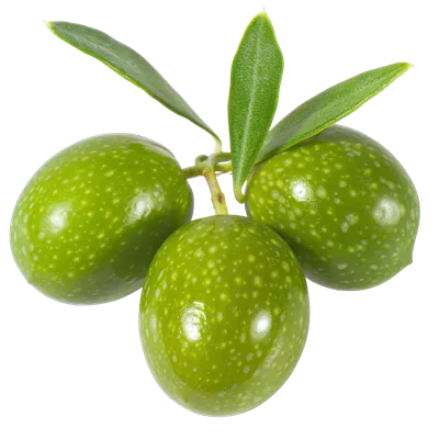 عکس دوربری الگوی شفاف میوه زیتون با طراحی واقعی برای هنر و گرافیک