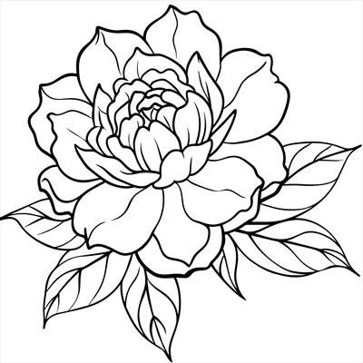 وکتور طراحی صفحه رنگ آمیزی با الگوی گل صدتومانی و خطوط زیبا
