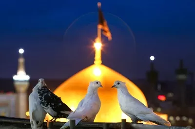 عکس کبوتر های حرم امام رضا(ع)