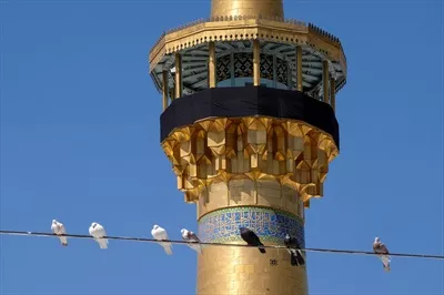 عکس کبوتر ها و گلدسته حرم مطهر رضوی
