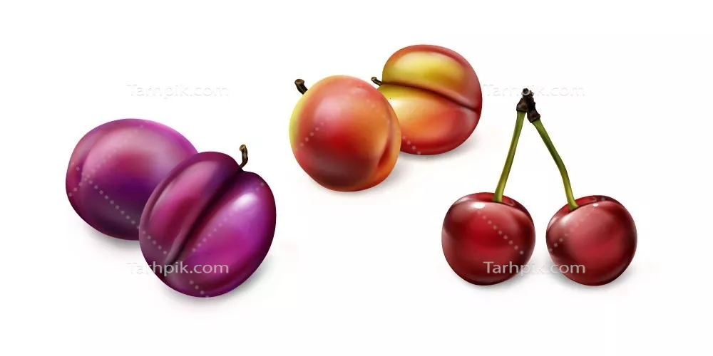 وکتور مجموعه ای واقع گرایانه میوه های آلو و گیلاس