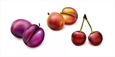 وکتور مجموعه ای واقع گرایانه میوه های آلو و گیلاس