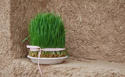 عکس سبزه نوروز و زیبایی های طبیعی آن در بهار
