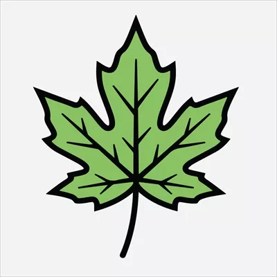 وکتور تصویر برگ افرا سبز با حاشیه مشکی ضخیم