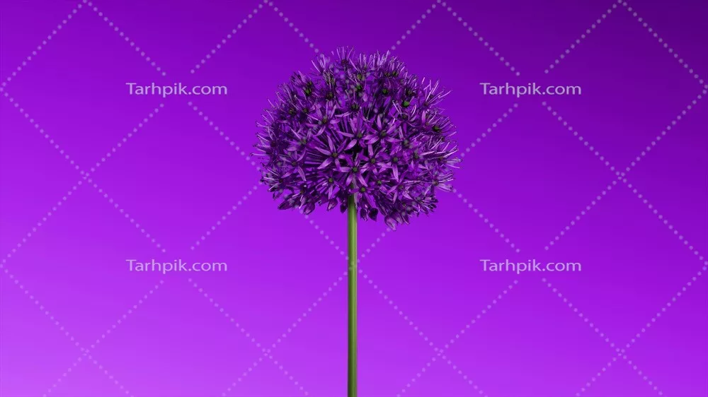 عکس گل آلیوم، نماد زیبایی و شکوفایی در باغها