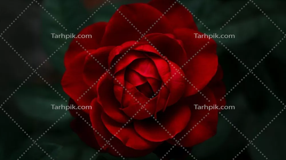 عکس تصویر با کیفیت 8K از گل سرخ مخملی با جزئیات فوق العاده
