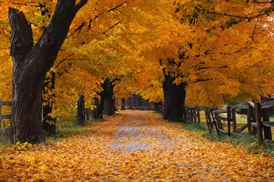 عکس تصویر زیبای پاییزی ویندوز XP با رنگ های دلنشین