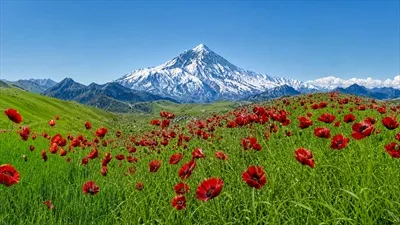 عکس دماوند و دشت گل های لاله، زیبایی های طبیعی ایران